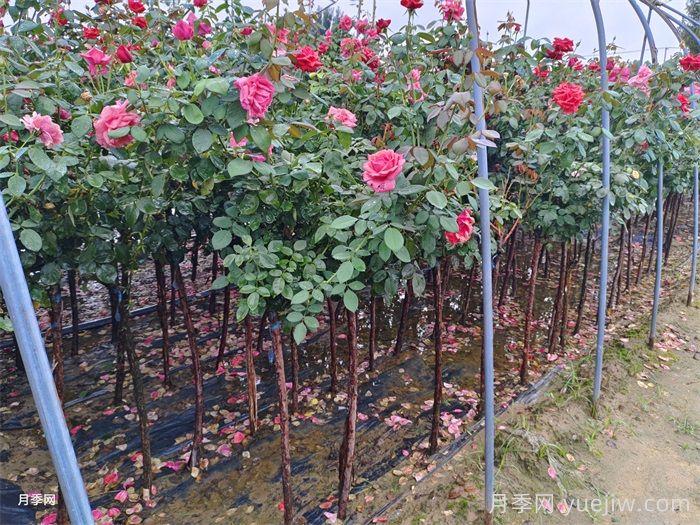 南阳树状月季为陕西西安园林工程添加生机(图2)