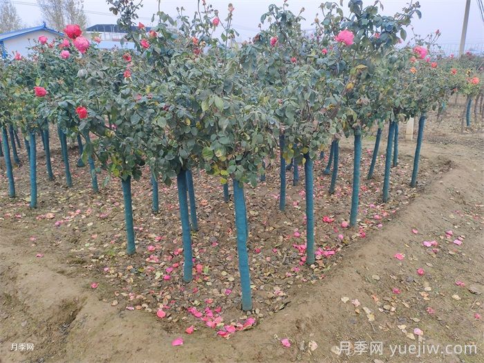 树状月季门道多,南阳树状月季怎样种植?月季冠幅小偏冠是啥原因?(图2) 树状月季门道多,南阳树状月季怎样种植?月季冠幅小偏冠是啥原因?(图2)