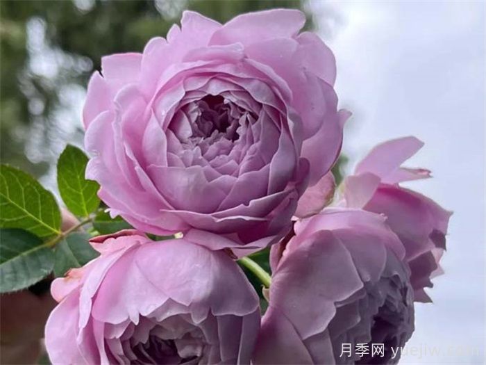 推荐10款蓝紫色系月季品种,总有一款你喜欢(图5) 推荐10款蓝紫色系月季品种,总有一款你喜欢(图5)