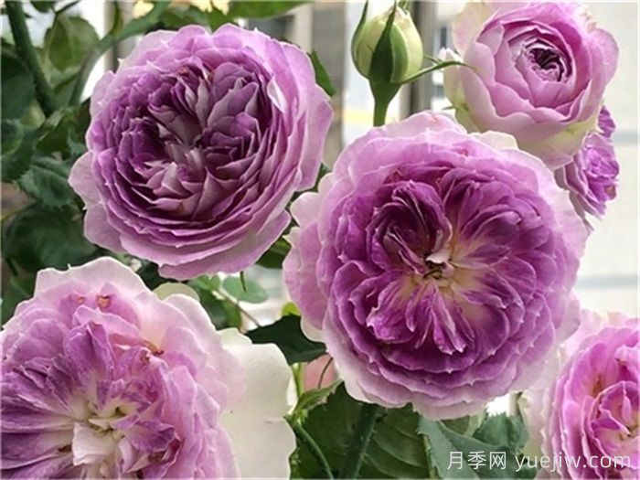 推荐10款蓝紫色系月季品种,总有一款你喜欢(图6) 推荐10款蓝紫色系月季品种,总有一款你喜欢(图6)