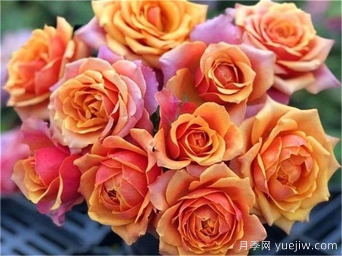 推荐9个适合新手种植的丹麦永远月季(图2)