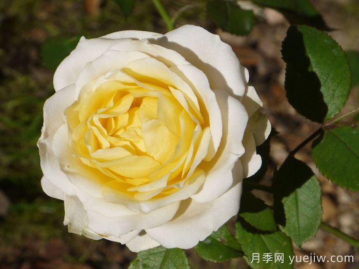 推荐9个适合新手种植的丹麦永远月季(图4)