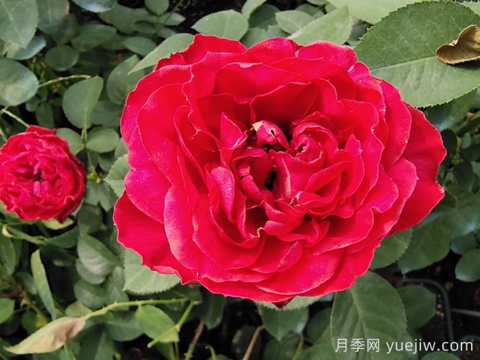 茶花女月季(图3)