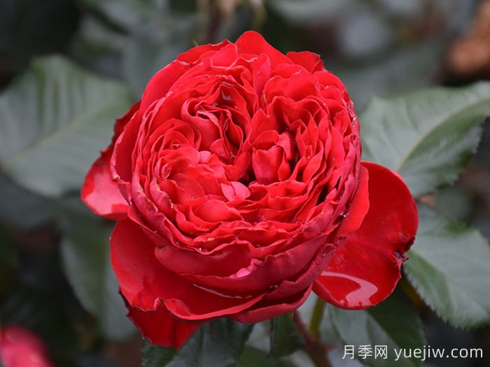 茶花女月季(图1)