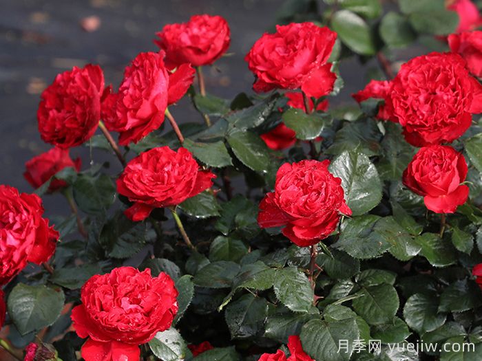 茶花女月季(图4)