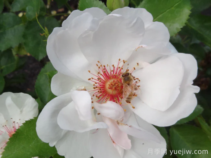 杰奎琳杜普蕾月季(图1) 杰奎琳杜普蕾月季(图1)