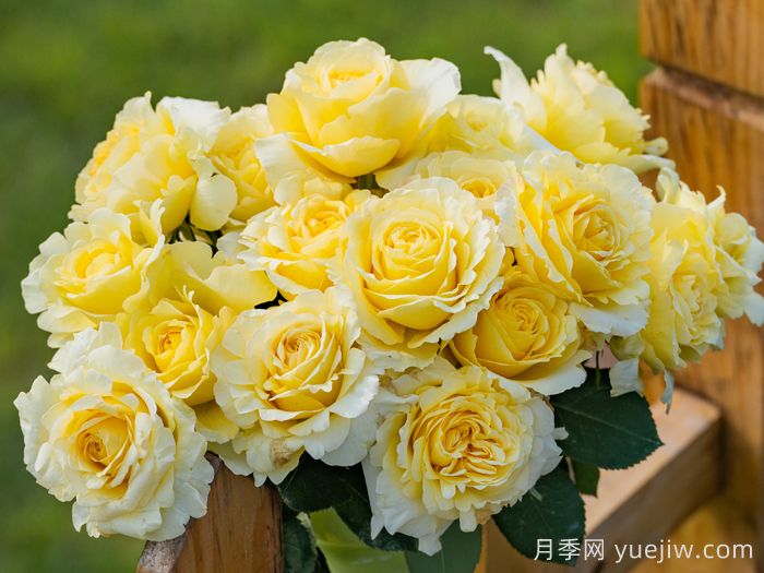 松间月月季(图2)