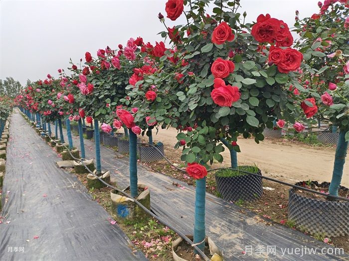 公园和景区树状月季，树状月季苗批发基地(图1)