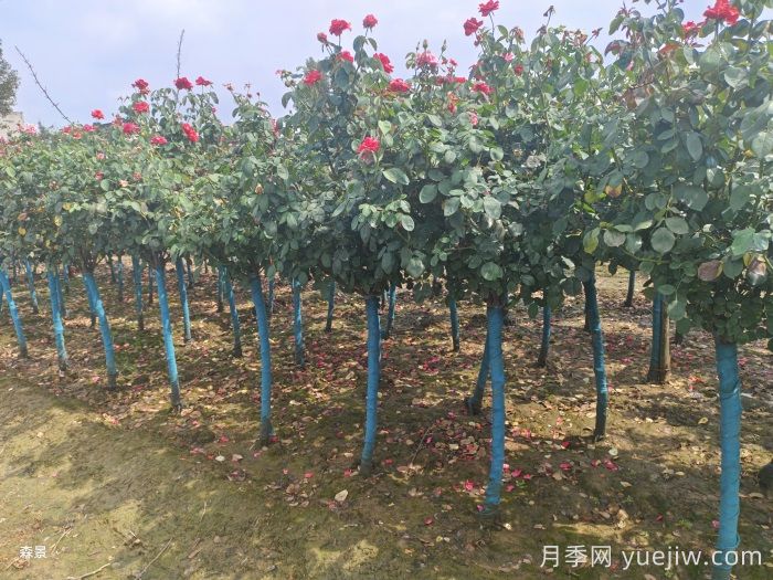 公园和景区树状月季，树状月季苗批发基地(图2)
