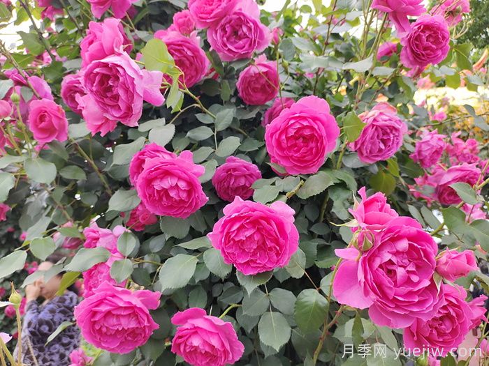 花墙养成必选的6种藤本月季品种，四季开花不停歇(图1)