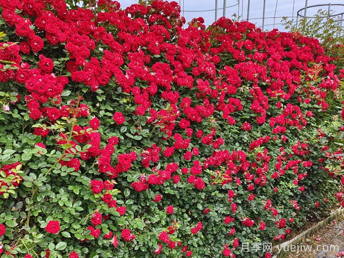 花墙养成必选的6种藤本月季品种，四季开花不停歇(图3)