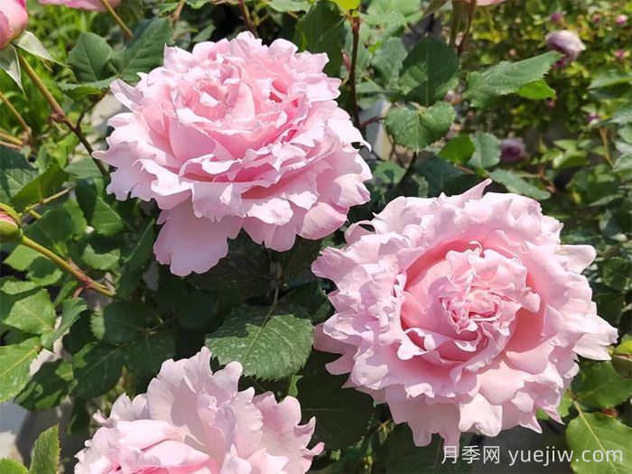 索菲罗莎月季/苏菲罗莎(图2)