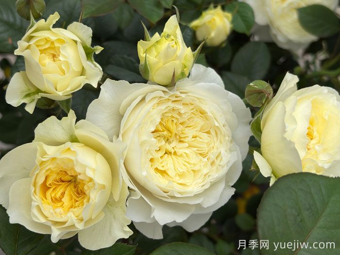 浮光月季(图1) 浮光月季(图1)