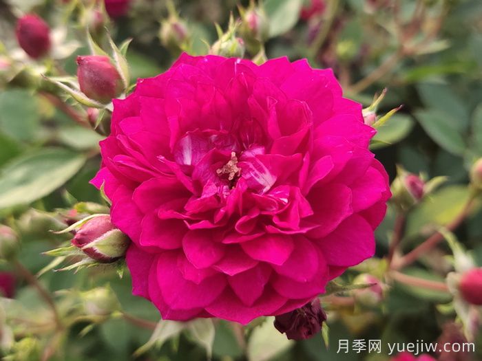 10个热门的微型月季品种推荐(图5)