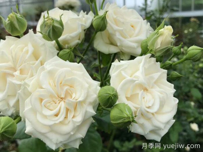 象牙流动月季(图1) 象牙流动月季(图1)