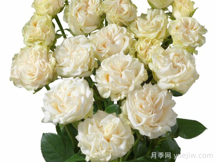 象牙流动月季(图2) 象牙流动月季(图2)