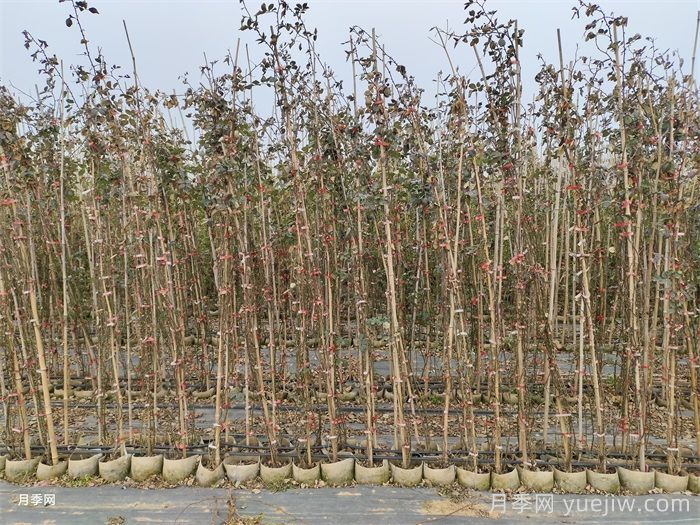 藤本月季冬天落叶吗?冬季藤本施肥技巧(图1) 藤本月季冬天落叶吗?冬季藤本施肥技巧(图1)