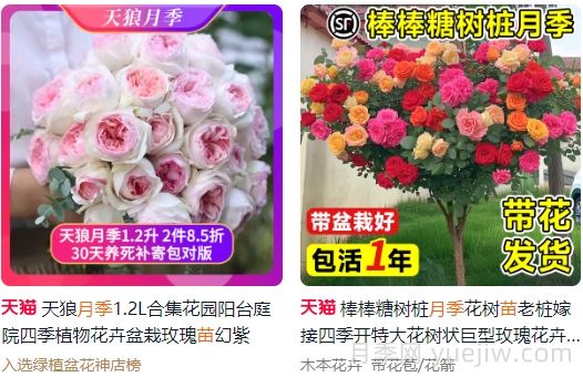 网购月季怎么选？推荐8个优质网店(图1)