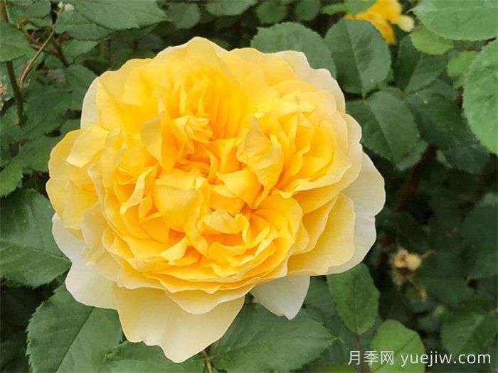 花友家里12个月季品种大比拼,你喜欢哪一款?(图4) 花友家里12个月季品种大比拼,你喜欢哪一款?(图4)