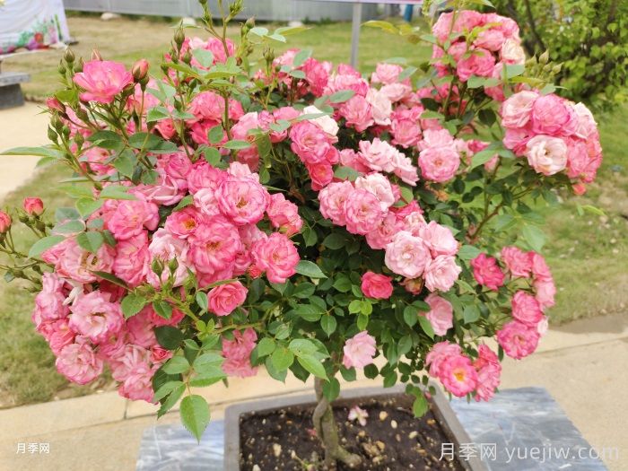 中国从月季大国走向月季强国还需迈过几道坎(图2) 中国从月季大国走向月季强国还需迈过几道坎(图2)