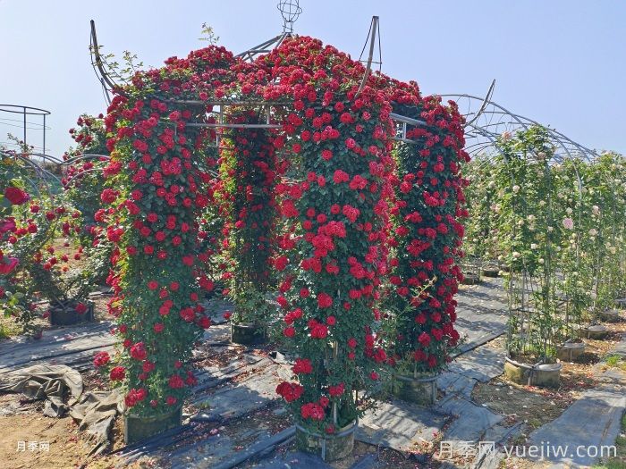 中国从月季大国走向月季强国还需迈过几道坎(图3) 中国从月季大国走向月季强国还需迈过几道坎(图3)