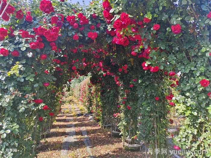 南阳造型月季成绿化园林工程新宠(图2)