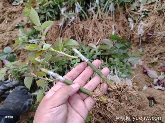 ​月季牙签小苗，怎么才能快速养大？(图1)