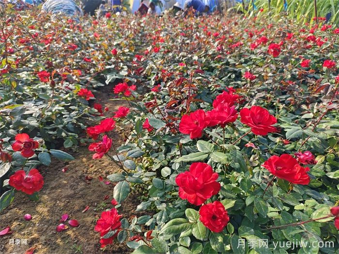地栽月季好还是盆栽月季好？各有什么优缺点？(图1)
