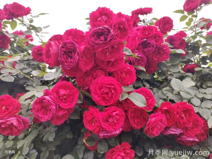 2025年花友票选藤本月季花量排行榜(图5)