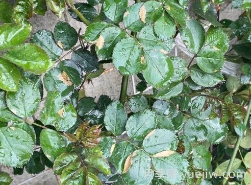 总结，9种月季黄叶症状及解决方法(图2)