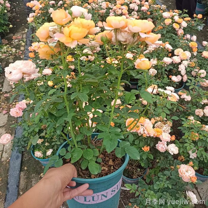 盆栽月季老是养不活？如何让盆栽月季旺盛爆花(图1)