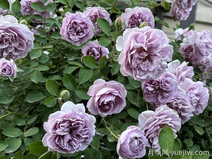 五款经典月季，打造都市阳台微月花园(图2)