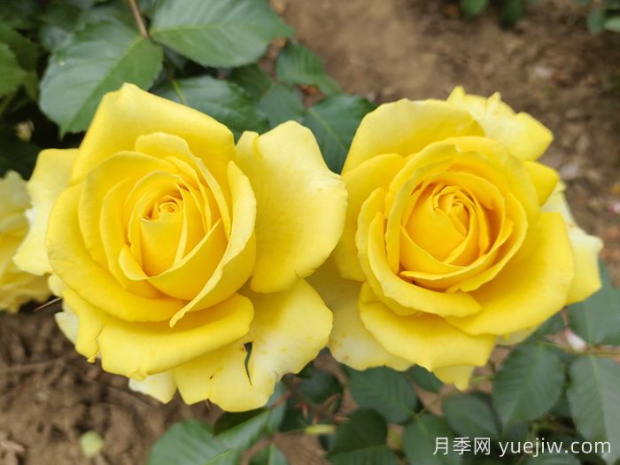 月季大神会集齐10种颜色的月季花品种(图3)