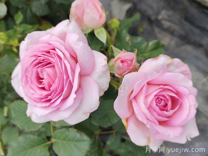 月季大神会集齐10种颜色的月季花品种(图4)