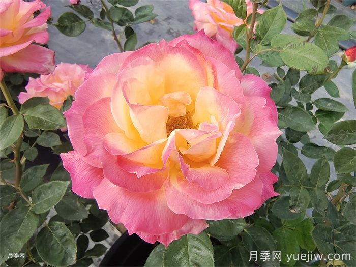 月季大神会集齐10种颜色的月季花品种(图8)