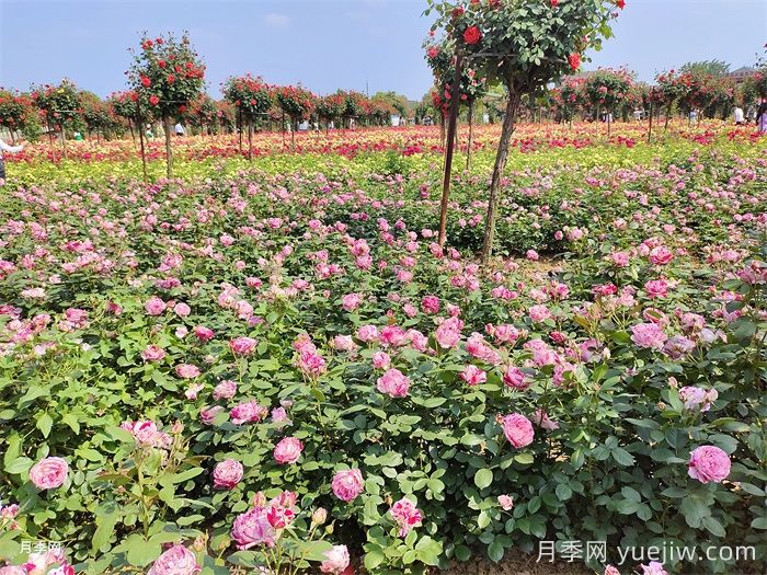 河南南阳:香飘中国月季之乡 美丽盆地花海如潮(图1) 河南南阳:香飘中国月季之乡 美丽盆地花海如潮(图1)