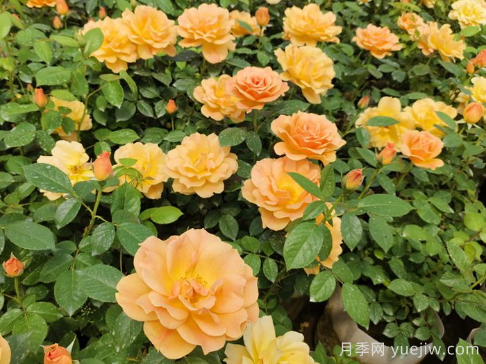 河南南阳:香飘中国月季之乡 美丽盆地花海如潮(图3) 河南南阳:香飘中国月季之乡 美丽盆地花海如潮(图3)