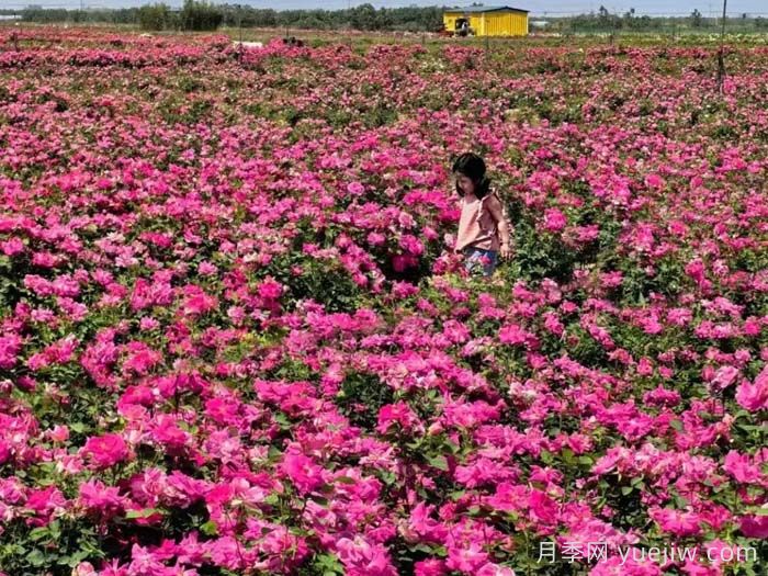 看一看南阳月季在市政绿化工程中的应用案例(图2) 看一看南阳月季在市政绿化工程中的应用案例(图2)
