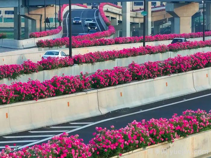 看一看南阳月季在市政绿化工程中的应用案例(图3) 看一看南阳月季在市政绿化工程中的应用案例(图3)