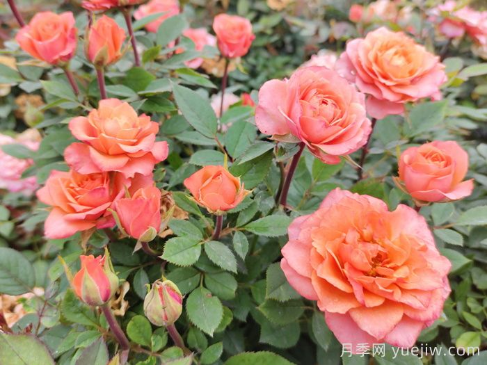 新手如何种植月季花？详细攻略教程请查收(图1)