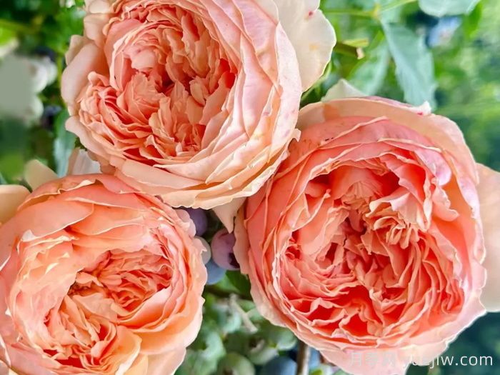 国庆节必买的5款爆火月季，勤花好看耐开(图4)