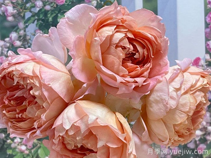 琼姿月季(图3)