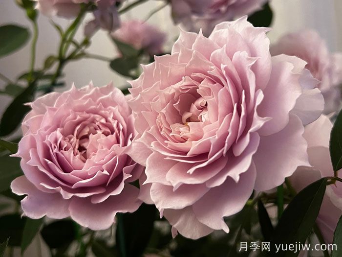 幻紫月季(图2)