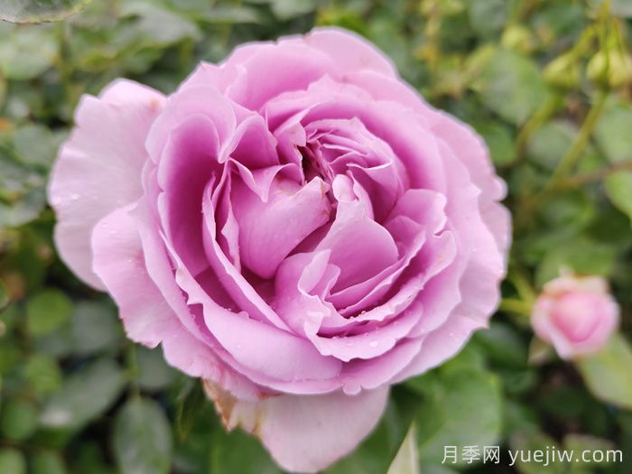 为什么紫色的月季也叫蓝色？(图1)