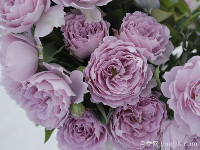 空蒙月季/空濛月季(图1)