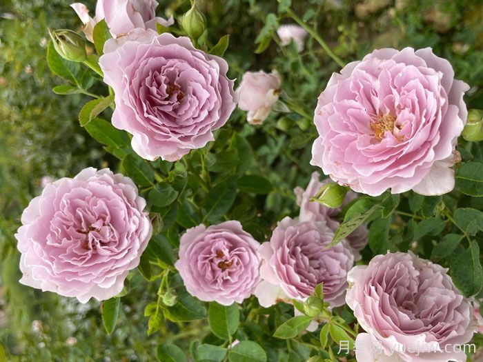 空蒙月季/空濛月季(图3)