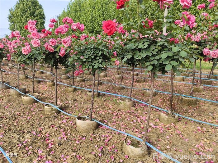 9月月季花事,月季养护分区域版本(图1) 9月月季花事,月季养护分区域版本(图1)