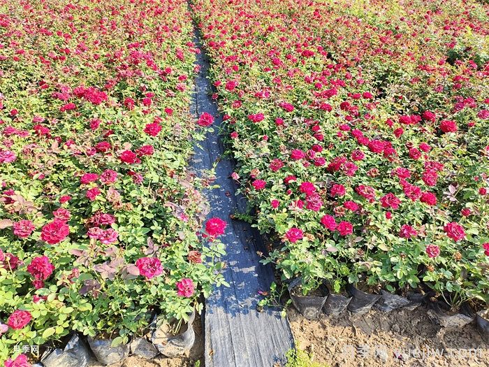 9月月季花事,月季养护分区域版本(图2) 9月月季花事,月季养护分区域版本(图2)