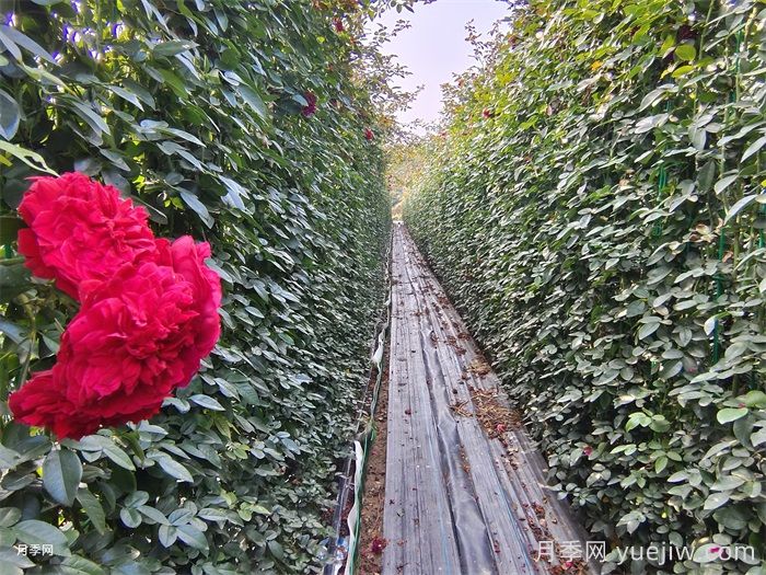 李子柒的红色月季花墙,蒂娜月季好养易打理(图3) 李子柒的红色月季花墙,蒂娜月季好养易打理(图3)