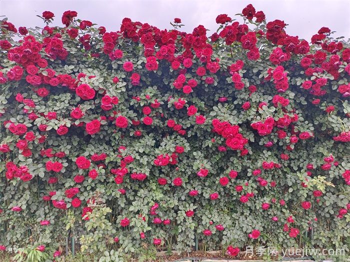 李子柒的红色月季花墙,蒂娜月季好养易打理(图2) 李子柒的红色月季花墙,蒂娜月季好养易打理(图2)